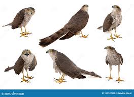 Attēlu rezultāti vaicājumam “Accipiter nisus”