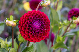 Image result for Dahlia x pinnata `Redskin`