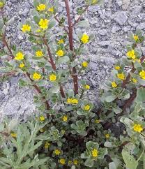 Attēlu rezultāti vaicājumam “Portulaca oleracea flower”