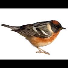 Attēlu rezultāti vaicājumam “Badhamia bethelii stalked”