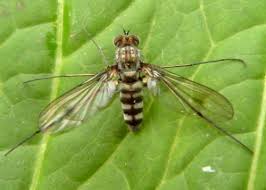 Attēlu rezultāti vaicājumam “Dolichopodidae”