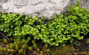 Attēlu rezultāti vaicājumam “Asplenium ruta-muraria”