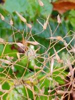 Attēlu rezultāti vaicājumam “Mycelis muralis bud”