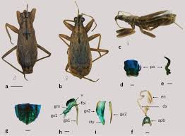 Attēlu rezultāti vaicājumam “Nabidae”