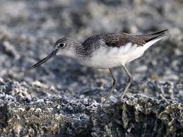 Attēlu rezultāti vaicājumam “Tringa nebularia”