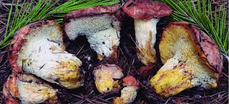 Attēlu rezultāti vaicājumam “Hypomyces chrysospermus”