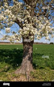 Attēlu rezultāti vaicājumam “Prunus (plum-tree) flower”