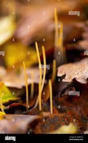 Attēlu rezultāti vaicājumam “Typhula setipes”