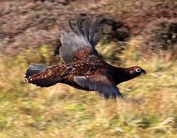 Image result for Lagopus lagopus