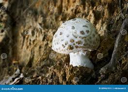 Attēlu rezultāti vaicājumam “Amanita strobiliformis”
