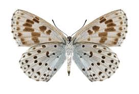 Attēlu rezultāti vaicājumam “Phengaris arion underside”