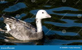 Image result for Anser caerulescens