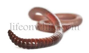 Attēlu rezultāti vaicājumam “Lumbricus terrestris”