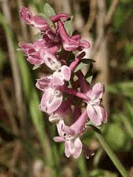 Attēlu rezultāti vaicājumam “Corydalis cava fruit”