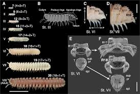 Attēlu rezultāti vaicājumam “Strongylosoma pallipes”
