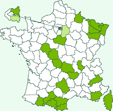 Attēlu rezultāti vaicājumam “Aethes margaritana”