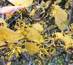 Attēlu rezultāti vaicājumam “Hamamelis virginiana”
