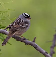 Image result for Zonotrichia leucophrys