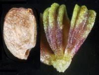 Attēlu rezultāti vaicājumam “Alisma gramineum flower”