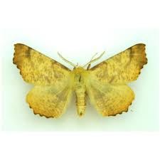 Attēlu rezultāti vaicājumam “Alcis repandata”