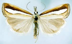 Attēlu rezultāti vaicājumam “Catoptria margaritella”