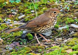Attēlu rezultāti vaicājumam “Turdus philomelos”