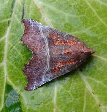 Attēlu rezultāti vaicājumam “Scoliopteryx libatrix”