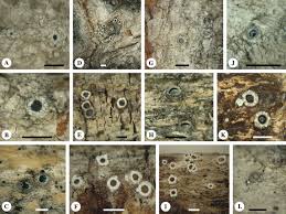 Attēlu rezultāti vaicājumam “Stictis”