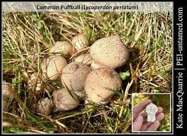 Attēlu rezultāti vaicājumam “Lycoperdon perlatum”