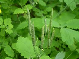 Image result for Chelidonium majus