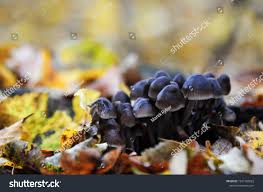 Attēlu rezultāti vaicājumam “Mycena stipata”