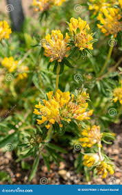 Image result for Anthyllis vulneraria