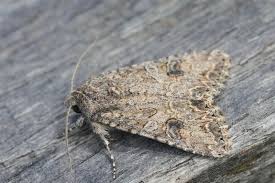 Attēlu rezultāti vaicājumam “Hadula trifolii larva”