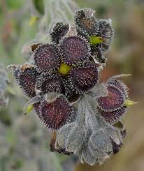 Attēlu rezultāti vaicājumam “Cynoglossum officinale fruit”