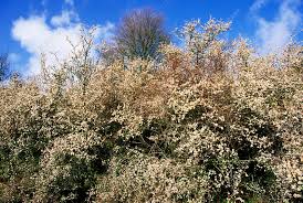 Attēlu rezultāti vaicājumam “Prunus spinosa”