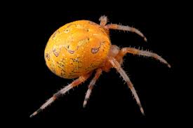 Attēlu rezultāti vaicājumam “Araneus marmoreus”