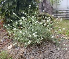 Attēlu rezultāti vaicājumam “Berteroa incana flower”