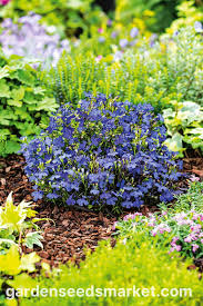 Image result for Lobelia erinus