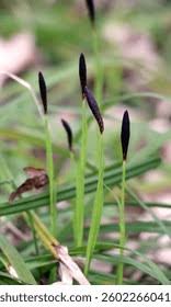Attēlu rezultāti vaicājumam “Carex pilosa leaf”