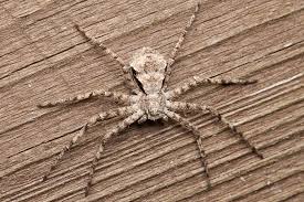 Attēlu rezultāti vaicājumam “Philodromus margaritatus”