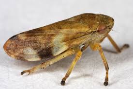 Attēlu rezultāti vaicājumam “Philaenus spumarius”