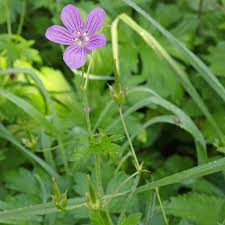 Attēlu rezultāti vaicājumam “Geranium palustre flower”