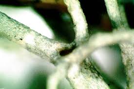 Attēlu rezultāti vaicājumam “Cladonia mitis”