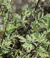 Image result for Artemisia gmelinii