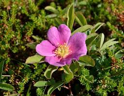 Attēlu rezultāti vaicājumam “Rosa majalis”