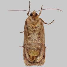 Attēlu rezultāti vaicājumam “Lycophotia porphyrea”