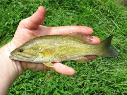 Image result for Micropterus dolomieu