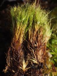 Attēlu rezultāti vaicājumam “Campylopus pyriformis”