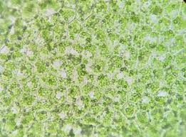 Attēlu rezultāti vaicājumam “Lophocolea coadunata”