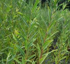 Attēlu rezultāti vaicājumam “Salix daphnoides”